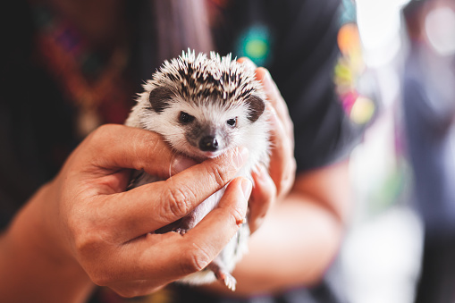 Woman holding and playing with small Hedgehog porcupine