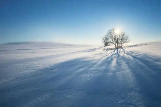 winter landscape with the snow-covered field against the background of a bright sun and the blue sky