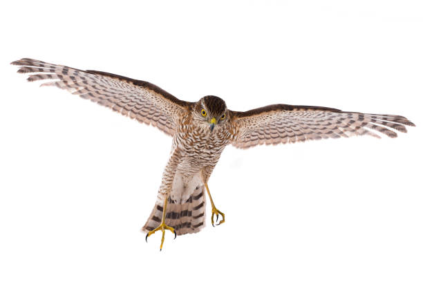 istock falcon in flight isolated on a white 1092047026
