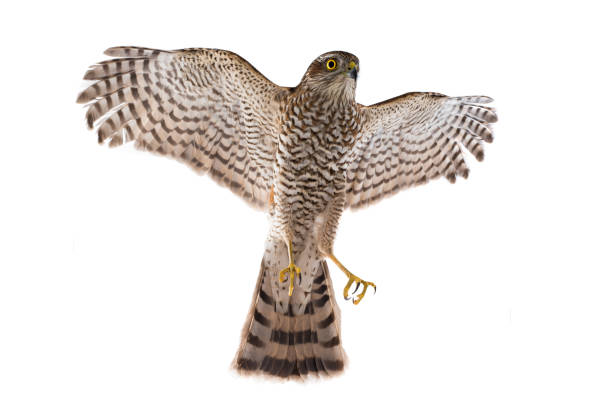 istock falcon in flight isolated on a white 1092047168