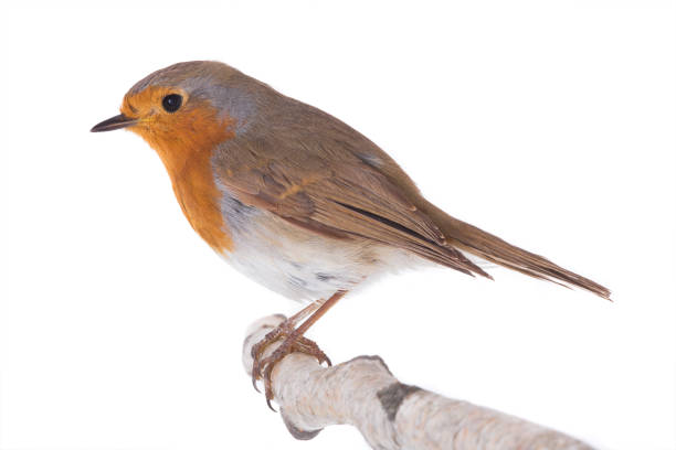 istock European robin (Erithacus rubecula) isolated on a white 1092047170