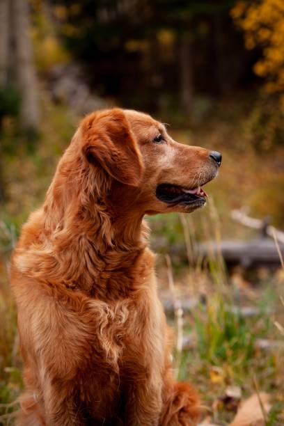 istock Happy Golden Retriever 1092050592