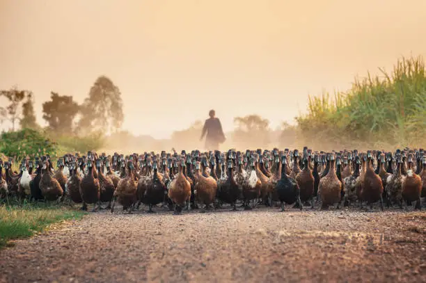 Flock of ducks with agriculturist herding on dirt road in countryside