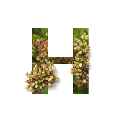 Cut out letter H with growing plant inside. Part of the alphabet.