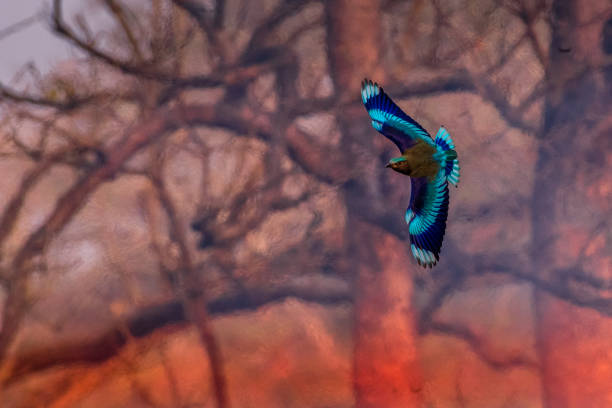 Flying Into The Flames! This image of Indian Roller Bird is taken at Kaziranga National Park in Assam,India. coracias benghalensis stock pictures, royalty-free photos & images