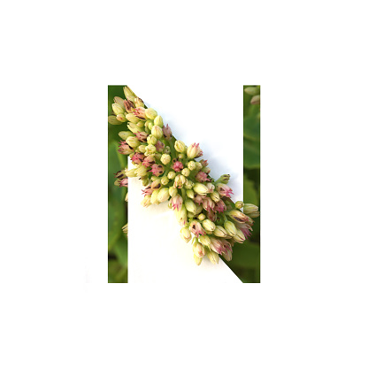 Cut out letter N with growing plant inside. Part of the alphabet.
