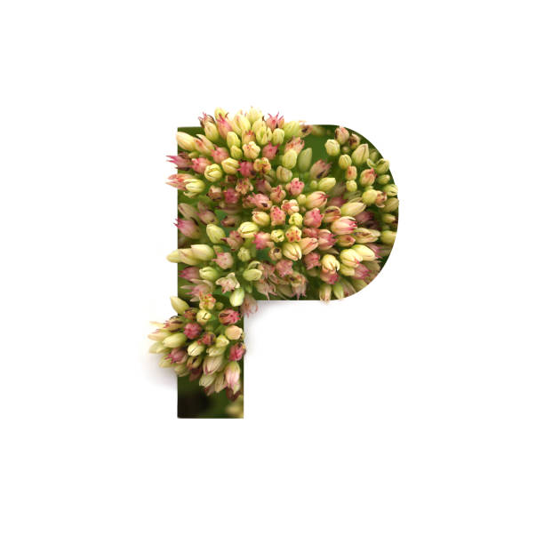 recorte de letra p con cultivo planta de interior. parte del alfabeto. - letter p floral pattern flower typescript fotografías e imágenes de stock