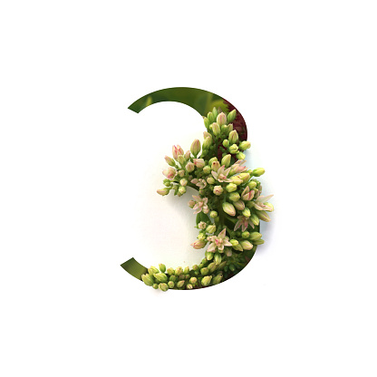 Cut out number 3 (three) with growing plant inside. Part of the alphabet.