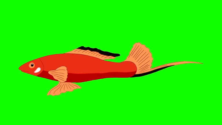 Animated Rectangle Fish Free Animated fish Stock Video Footage