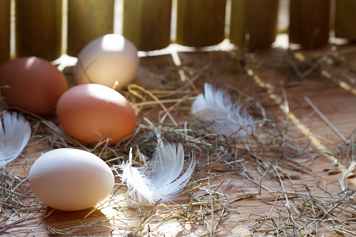 Organic ecological eggs in chicken coop in the morning easter spring abstract background closeup