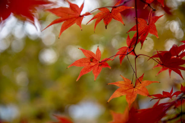 istock Red maple leaves in autumn season 1092062660