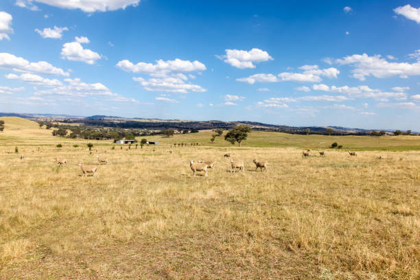 Cowra - New South Wales - Australia rural landscape central New South Wales The Cowra area is famous for its sheep and crop farming. Cowra - New South Wales Australia cowra stock pictures, royalty-free photos & images