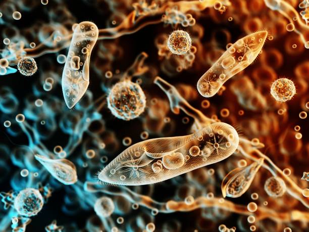 простейший, инфузория под микроскопом - paramecium стоковые фото и изображения