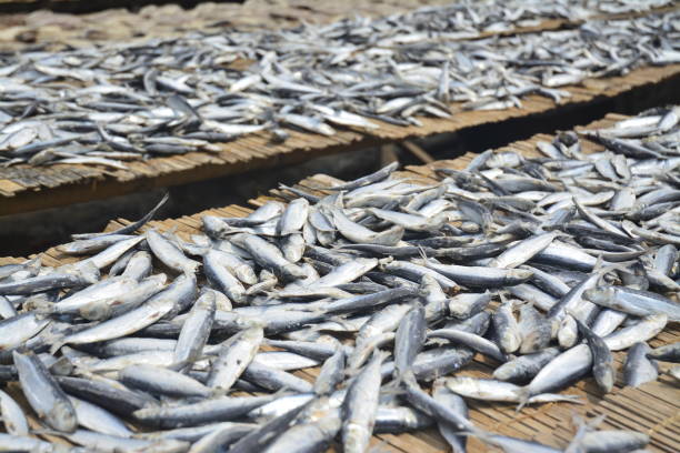 istock Stack of Mackerel Fishes Drying Under the Sun – Traditional Salty Fish Processing 1092066516