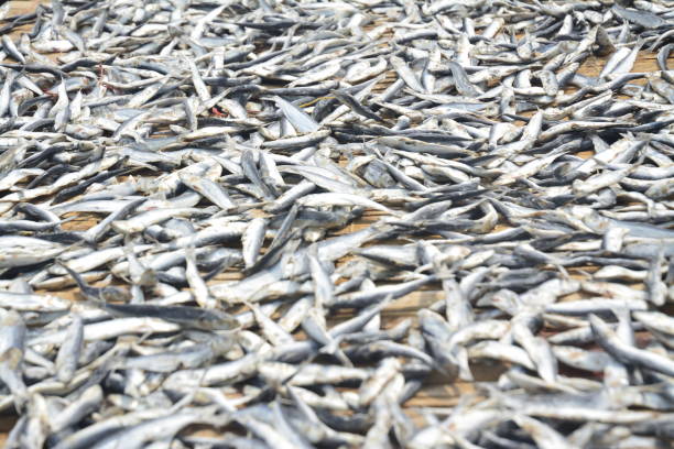 istock Stack of Red Snapper Fishes Drying Under the Sun to Make Salty Fish 1092066576