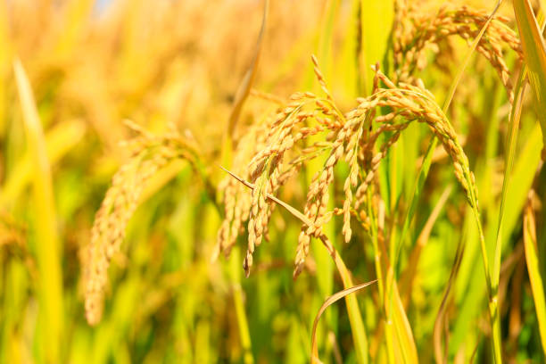 istock Mature rice in rice field, under the blue sky white clouds 1092069064