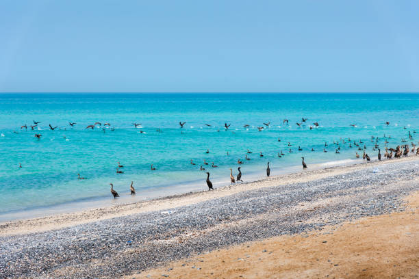 beautiful beach crowded with birds - oman beach nature stone imagens e fotografias de stock