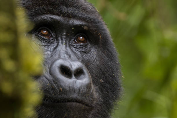 gorilla di montagna - gorilla safari animals wildlife photography foto e immagini stock