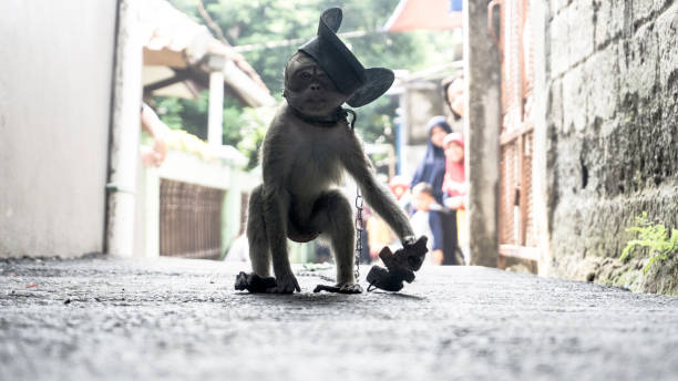 Monkey Performs during 'Monkey Mask' In Indonesia stock photo