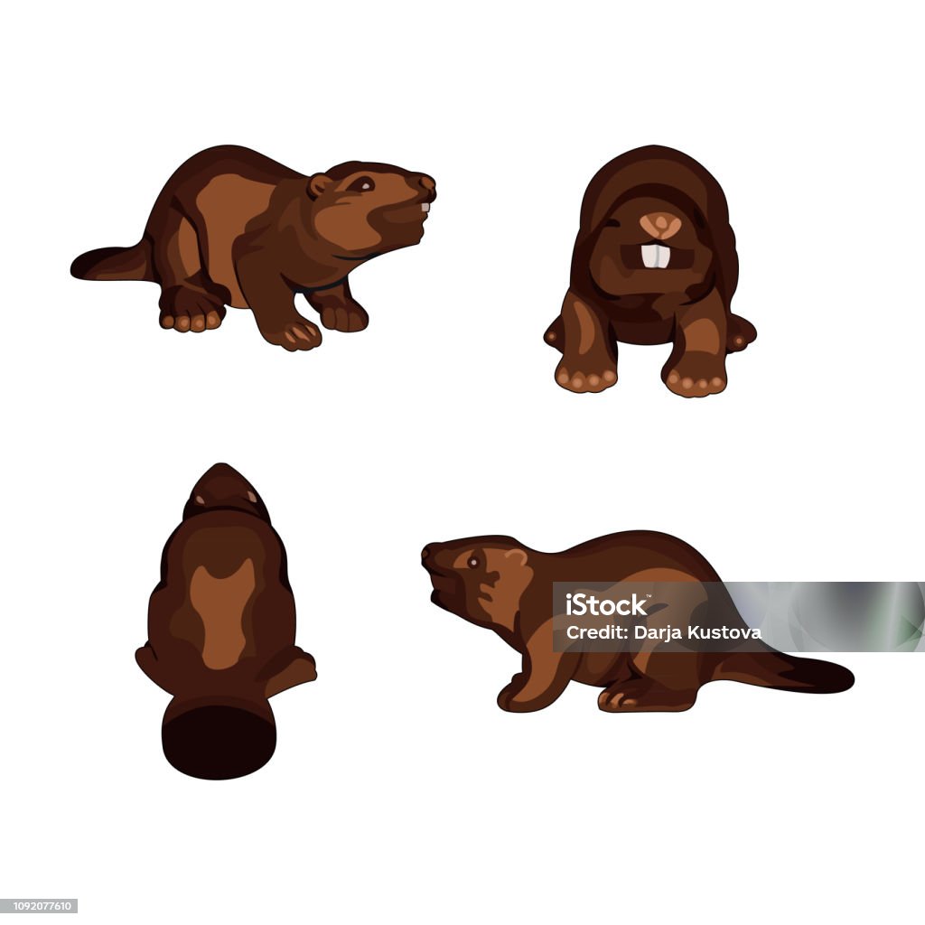 Set of beavers. Set of beavers. Vector illustration on white background Animal stock vector