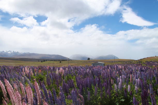 istock Lupine Flowers in Lake Tekapo 1092078098