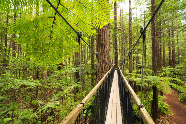 Treewalk through Forest of Tree Ferns and Giant Redwoods in Whakarewarewa Forest near Rotorua, New Zealand Treewalk through Forest of Tree Ferns and Giant Redwoods in Whakarewarewa Forest near Rotorua, New Zealand whakarewarewa stock pictures, royalty-free photos & images