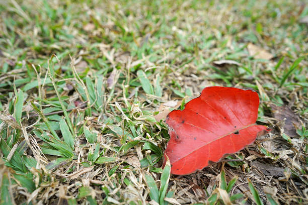 красный сухой лист на полу с небольшим количеством травы - dried apple стоковые фото и изображения