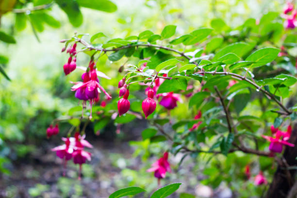 istock Pink Fuchsia bud hanging on branch, selective focus 1092078574
