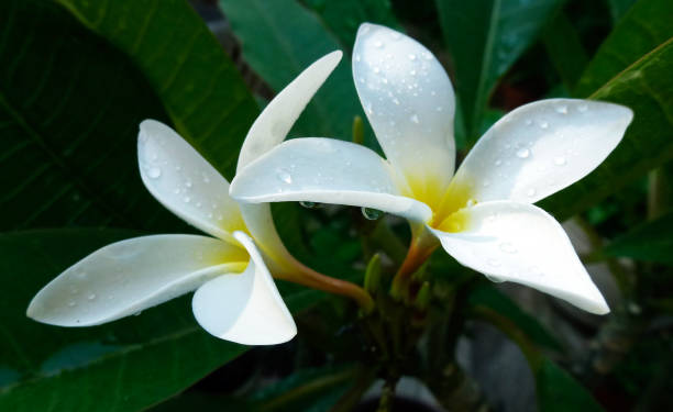 istock Plumeria also known as frangipani flowers in bloom 1092079134
