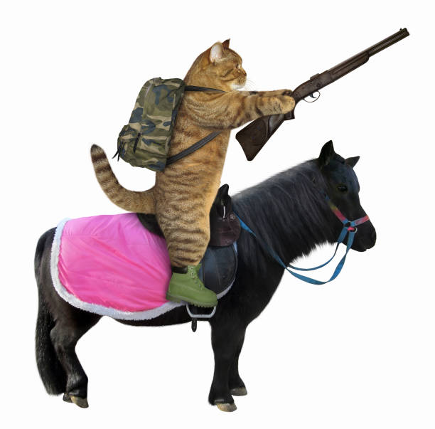 istock Cat with a rifle on a black horse 1092080412