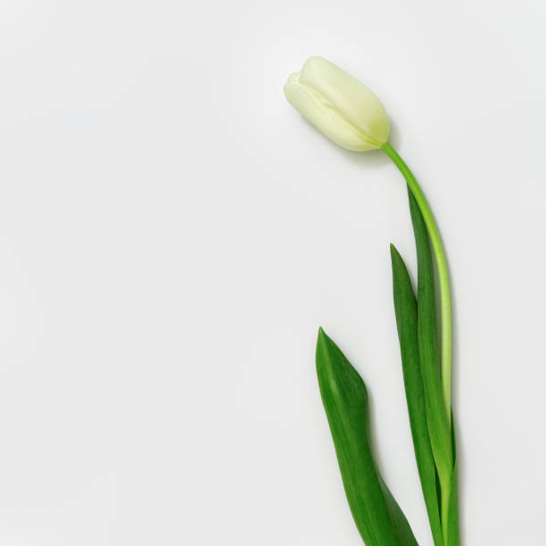 istock One white tulip flower on white background. Blooning white tulip. 1092081582