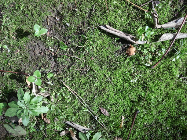 Moss, pine needles and dead leaves on the forest floor