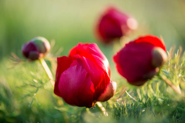 Wild peony is thin-leaved (Paeonia tenuifolia), in its natural environment. Bright decorative flower, popular in garden landscape design - selective focus.
