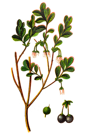 Illustration of a Vaccinium uliginosum (bog bilberry, bog blueberry,northern bilberry or western blueberry)