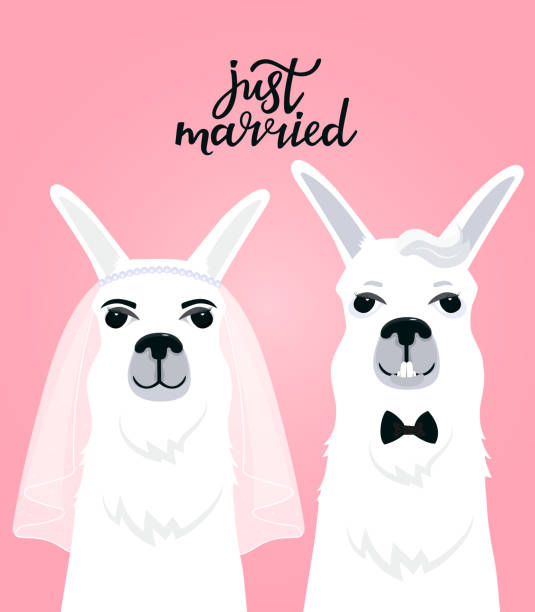 Couple llamas newlyweds. Bride in veil. The groom in a bow tie. Hand lettering just married Couple llamas newlyweds. Bride in veil. The groom in a bow tie. Hand lettering just married. lama religious occupation stock illustrations
