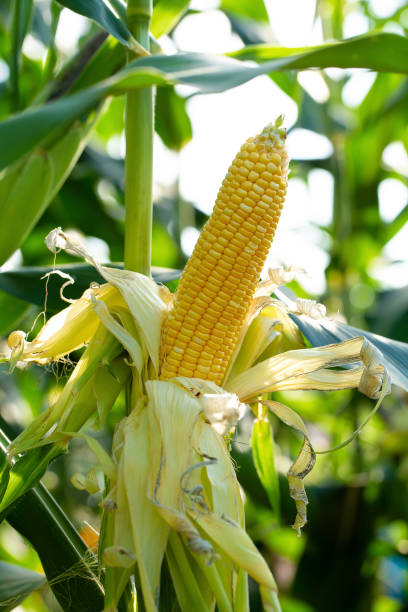 istock Yellow corn in green leaves on a farm field 1092092824