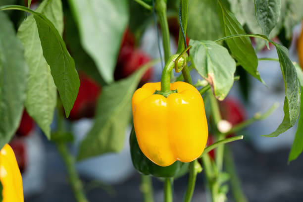 istock Yellow bell peppers hanging on tree in farm 1092092914