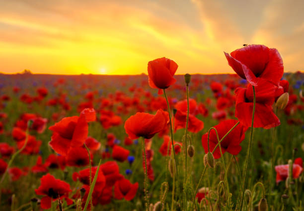 istock red poppies at sunrise 1092096742