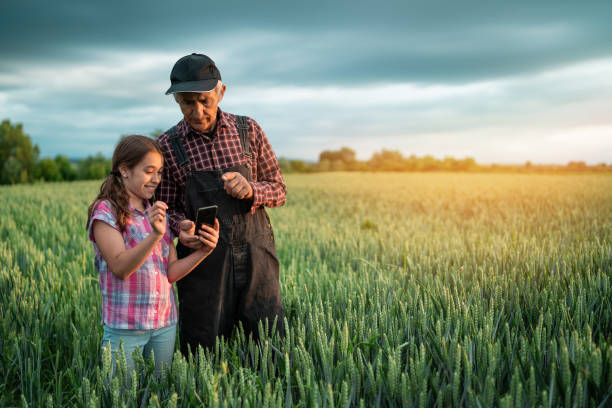l'agricoltore anziano e sua nipote usano gli outdorrs dello smartphone sul campo. - wheat cereal plant agriculture green foto e immagini stock