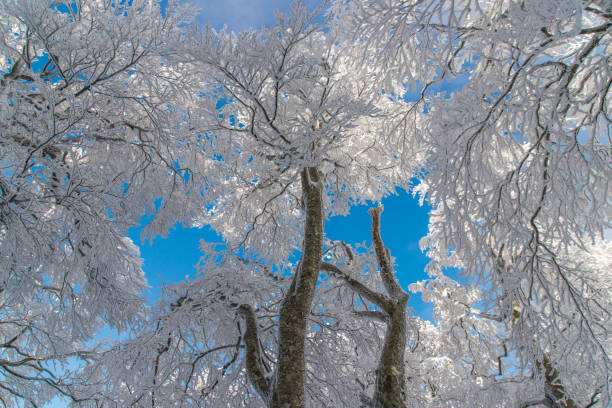 istock Winter foresrt and blue sky in Mt.Daisen (Tottori) 1092101336