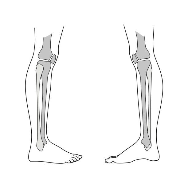 무릎을 포함 한 사용자의 더 낮은 사지. - x ray human knee orthopedic equipment human bone stock illustrations