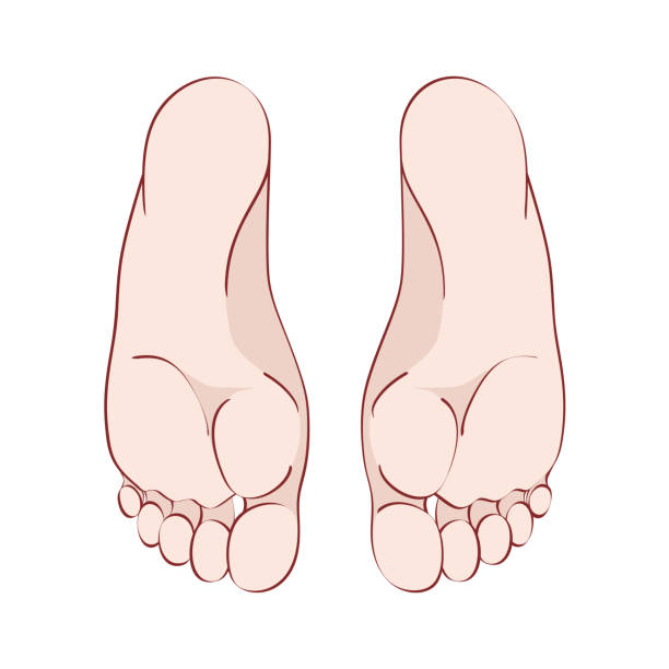 illustrations, cliparts, dessins animés et icônes de la plante du pied humain - massaging human foot reflexology foot massage