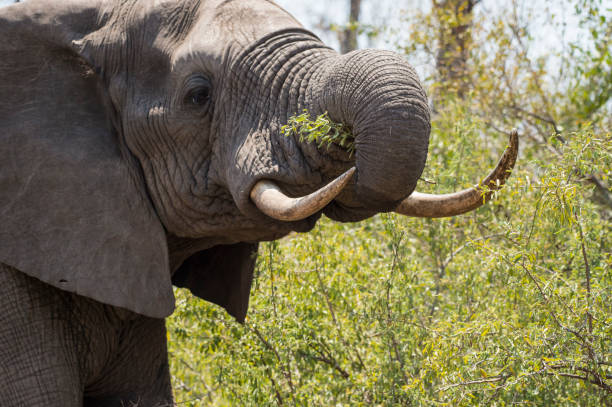 istock Elephant with ivory tusks in tack, (Loxodonta africana) 1092104424