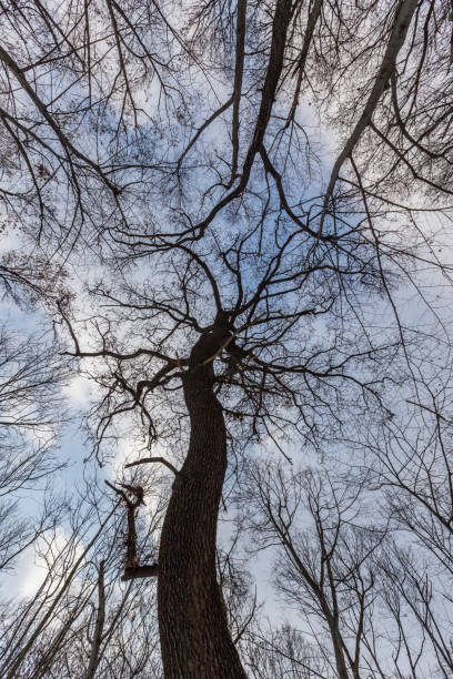 istock Trees in Sofia city park (Borisova gradina), Bulgaria 1092106516
