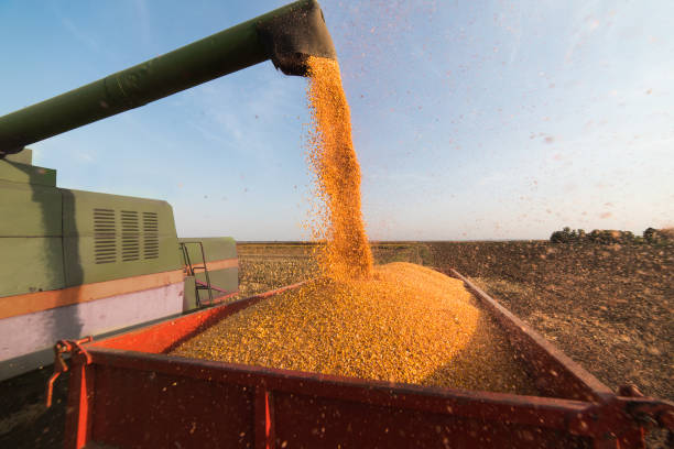 istock Pouring corn grain into tractor trailer after harvest 1092106682