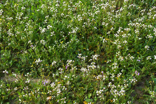 istock Floral grass green background 1092106744