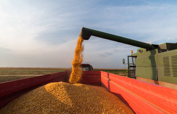 istock Pouring corn grain into tractor trailer after harvest 1092106934