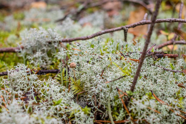 istock gray moss in the woods close-up 1092107024