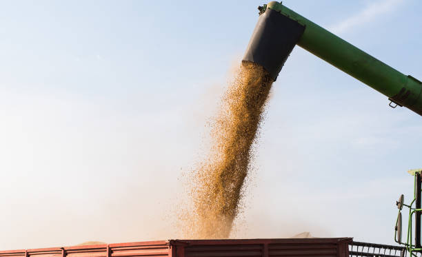 istock Pouring corn grain into tractor trailer after harvest 1092107122
