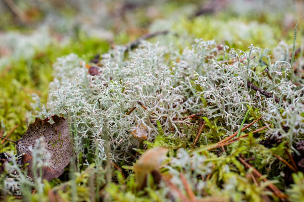 gray moss lies in the forest